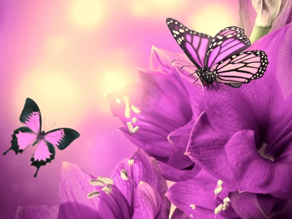 About us -butterfly 2